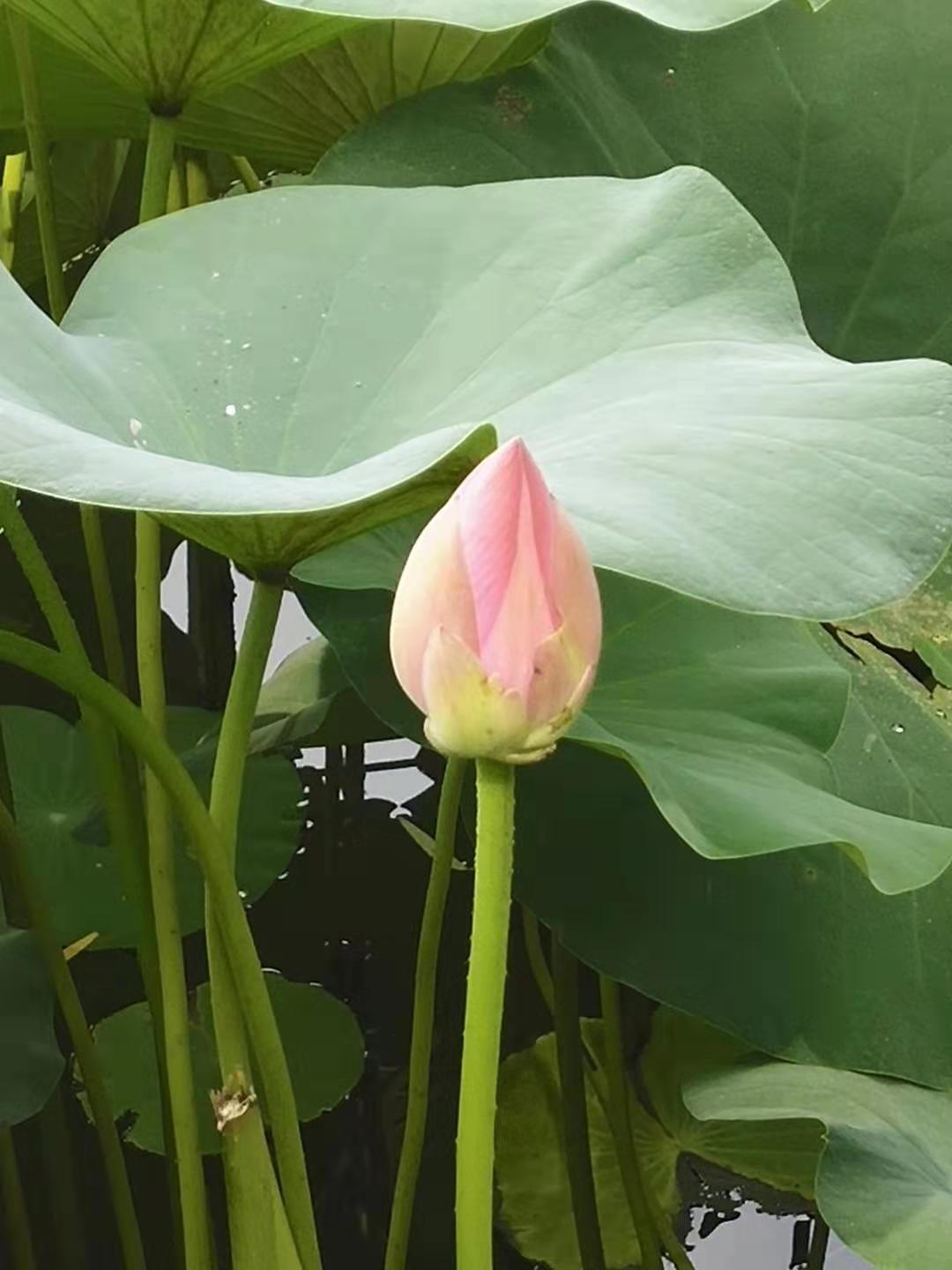 防水毯在景观湖达到“虽由人作，宛自天开”的