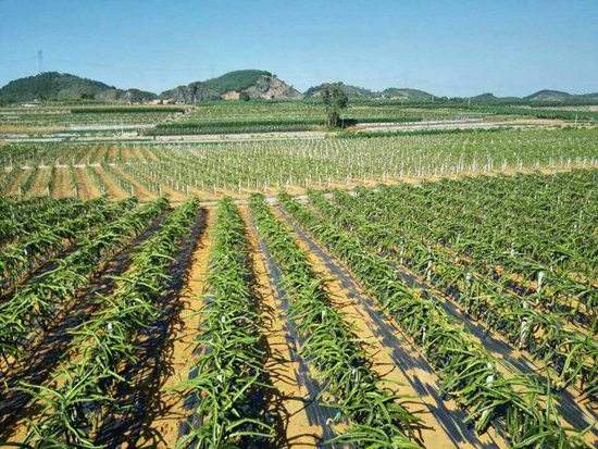 园艺地布对杂草数量、种类的影响